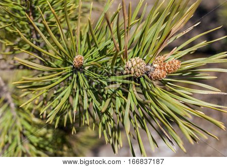 Close-up young needles pine cones and twigs of pine tree in spring.