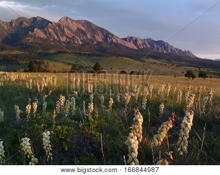 Boulder, Colorado flatirons with yucca plants in bloom