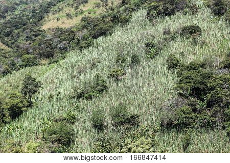 A view of sugar cane plantations near the city of Piura region called Jijili. In the north of Peru 2011.