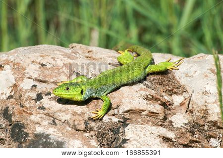 Lizard on the rock at sunny day