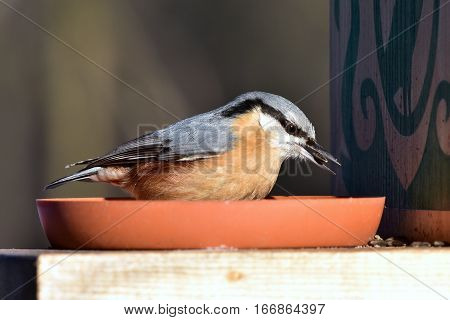 beautiful nuthatch with sunflower seed during winter birdwatching
