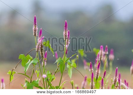 Pink flower Obedient Plant alike or better known as Physostegia Virginiana for blur background