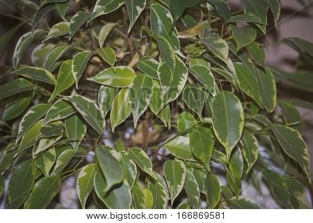 Two-color leaves of Ficus benjamina, or weeping fig.