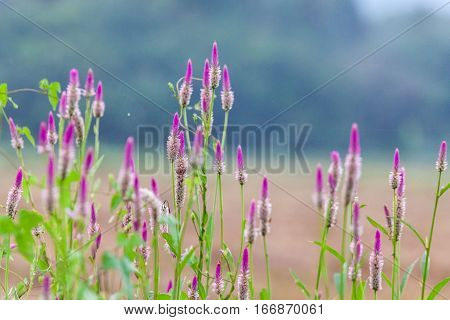 Pink flower Obedient Plant alike or better known as Physostegia Virginiana for blur background