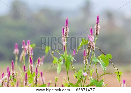 Pink flower Obedient Plant alike or better known as Physostegia Virginiana for blur background