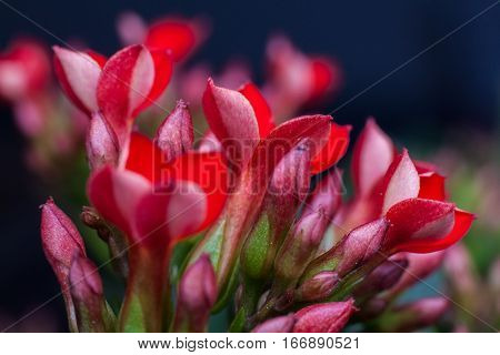 Four red petal flower Kalanchoe Flower tropical succulent plant or better known as Widow's-thrill