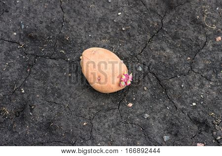 potato on the ground planting sprouted tubers spring agrarian background