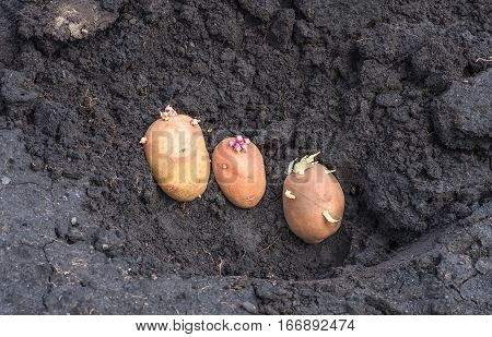 potato on the ground planting sprouted tubers spring agrarian background
