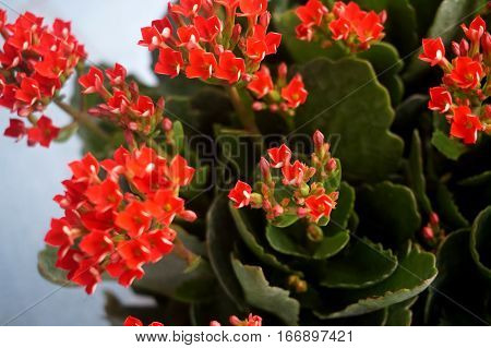Four red petal flower Kalanchoe Flower tropical succulent plant or better known as Widow's-thrill