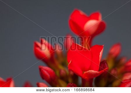 Four red petal flower Kalanchoe Flower tropical succulent plant or better known as Widow's-thrill