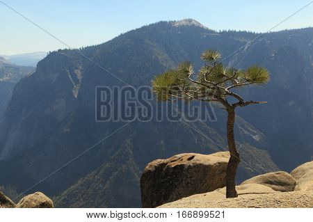 A young Whitebark Pine (Pinus albicaulis) tree growing at the edge of a cliff. Photographed at Upper Yosemite Fall, Yosemite National Park.