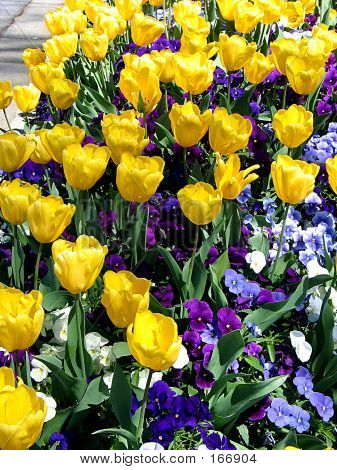 Tulips And Pansies