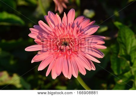 Beautiful gerbera flower in garden *** selective focus.