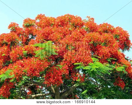 Red acacia in Edith Wolfson Park in Ramat Gan Israel June 22 2011
