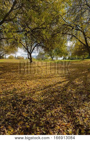 Early Winter Landscape In The Park In California
