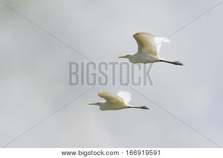 Image of egret flying in the sky. Heron. Wild Animals.