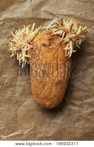 One rotten potato shot over paper background