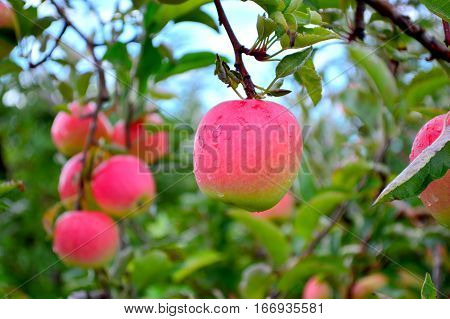 Pink Lady Closeup - This Photo was taken at Apple Orchard in Malta Illinois