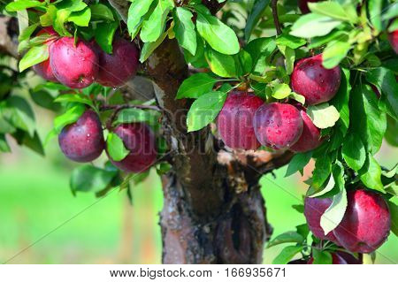 Delicious Red Apples - This Photo was taken at Apple Orchard in Malta Illinois