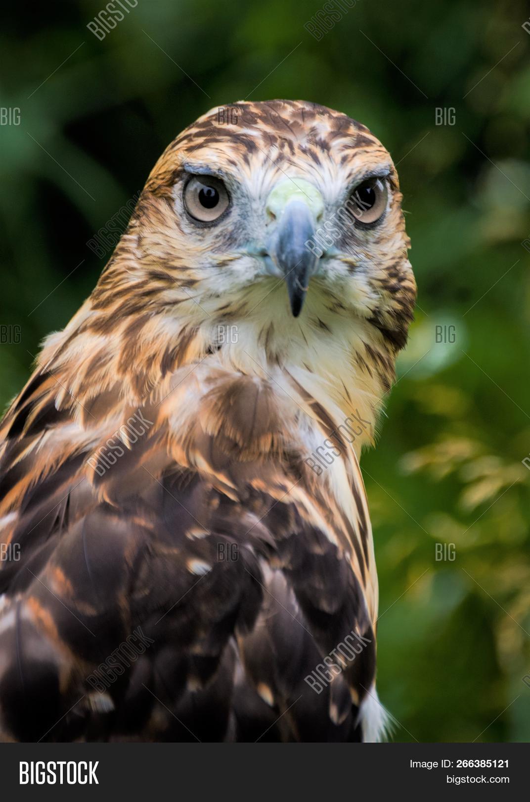 red hawk camera