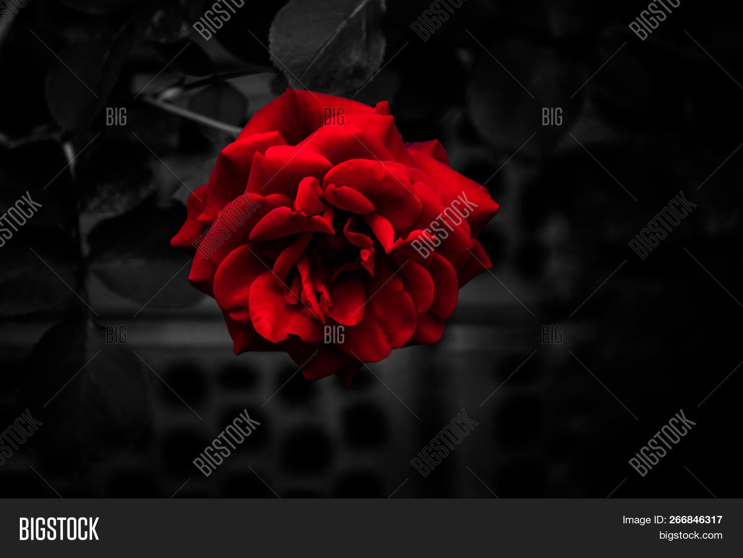 Single Blood Red Rose Image Photo Free Trial Bigstock