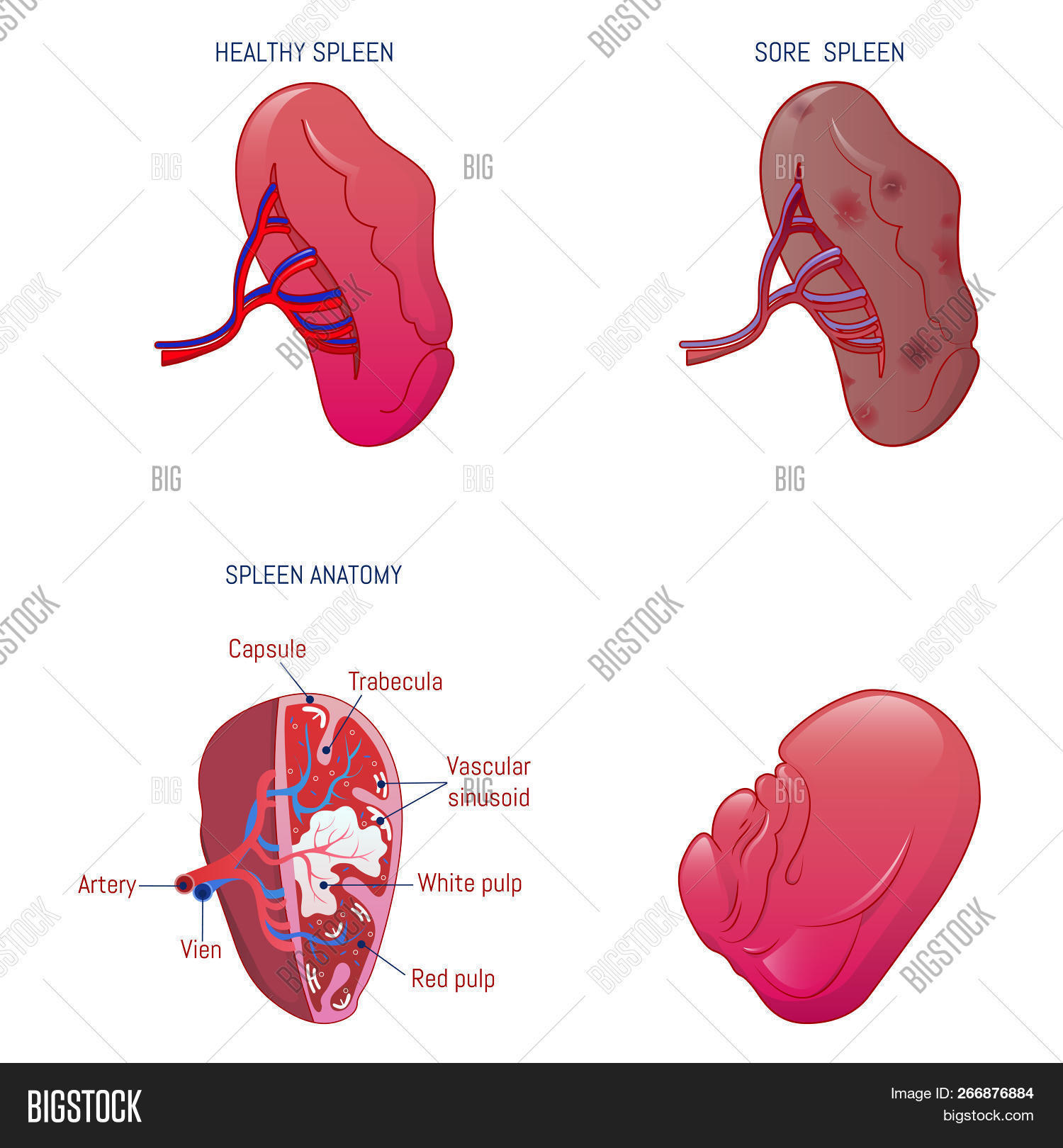 Spleen Milt Anatomy Image Photo Free Trial Bigstock