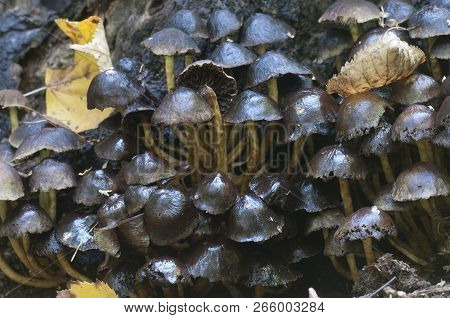 Hypholoma Lateritium Or Brick Cap, Is Considered Inedible In Europe And Edible In Usa And Japan