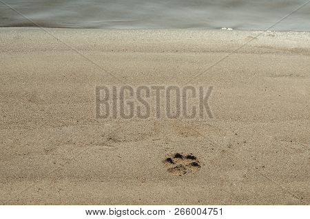 Dog Print In The Sand Near The Water Beach