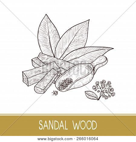 Sandal Wood. Leaf, Flower. Powder, Bacillus, Spoon. Monochrome. Sketch. On A White Background.