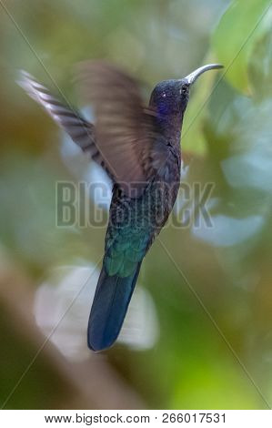 Hummingbird(trochilidae)flying Gems Hummingbird(trochilidae)flying Gems Costa Rica Ecuador South Ame