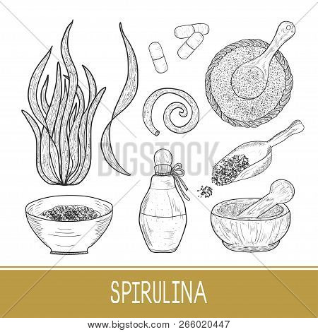 Spirulina. Algae. Mortar, Powder, Bottle, Spoon, Pill. Set. Sketch. Monophonic.