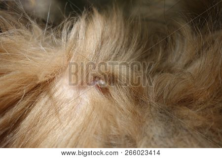Help Clean Ticks From Dogs