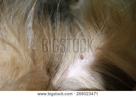 Help Clean Ticks From Dogs