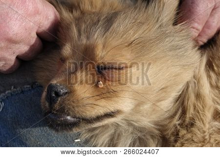 Help Clean Ticks From Dogs.
