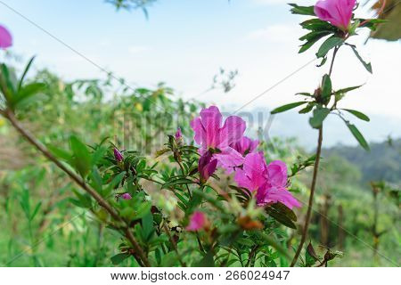 A Red Flowers Bueatiful  At Monjam,chiangmai Thailand.