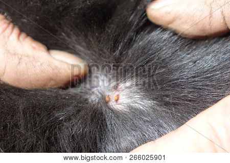 Help Clean Ticks From Dogs.