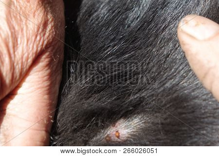 Help Clean Ticks From Dogs.