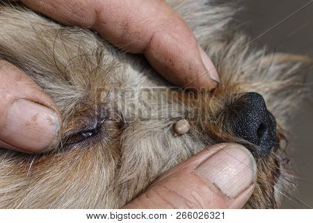 Help Clean Ticks From Dogs.