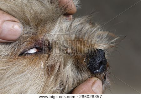 Help Clean Ticks From Dogs.