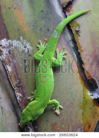 Geco diurno verde Madagascar su un albero di Palma