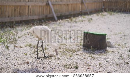 Heron. White Heron Heron Is Looking For Food. Heron Is Eating.