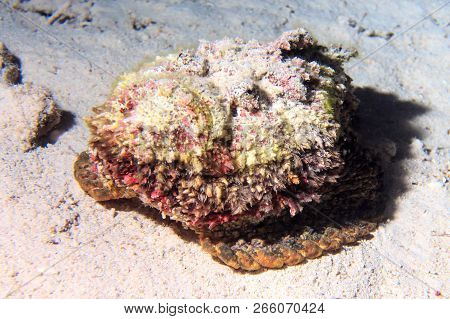 Fish Stone. Fish Of The Red Sea.
