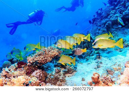 A Flock Of Black-spotted Curmudgeon And A Group Of Divers.