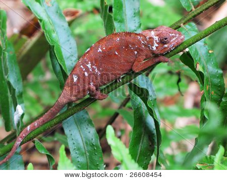 Furcifer pardalis