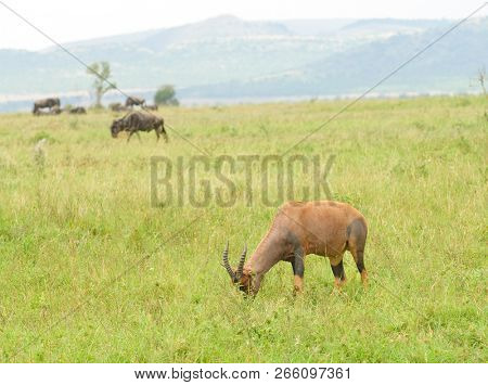 Closeup of Topi (scientific name: Damaliscus lunatus jimela or 
