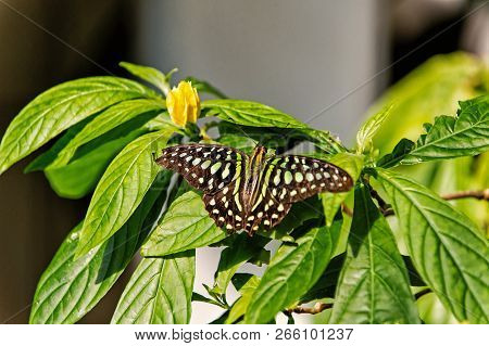 Butterfly Insect Or Moth With Black Colored Wings And White Eyespots Sitting On Green Plant Leaves W
