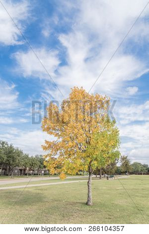 Yellow Lonely Texas Cedar Elm Leaves At City Park In Autumn Season