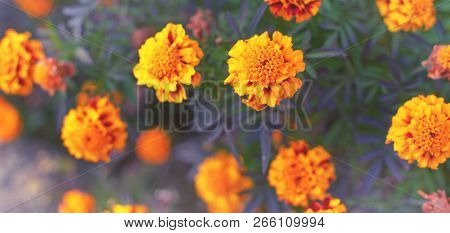 Banner Autumn Orange Flowers On The Ground Tagetis Bloom In A Row Years Natural Plant Selective Focu