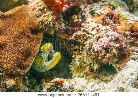 Laced Moray On A Coral Reef In The Indian Ocean.