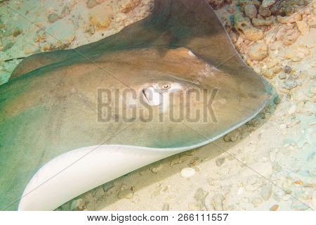 Giant Stingray On The Sandy Bottom. Diving In Maldives.